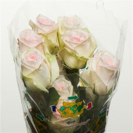 Rosa Garden White Ohara (Роза Гарден Вайт Охара) В50