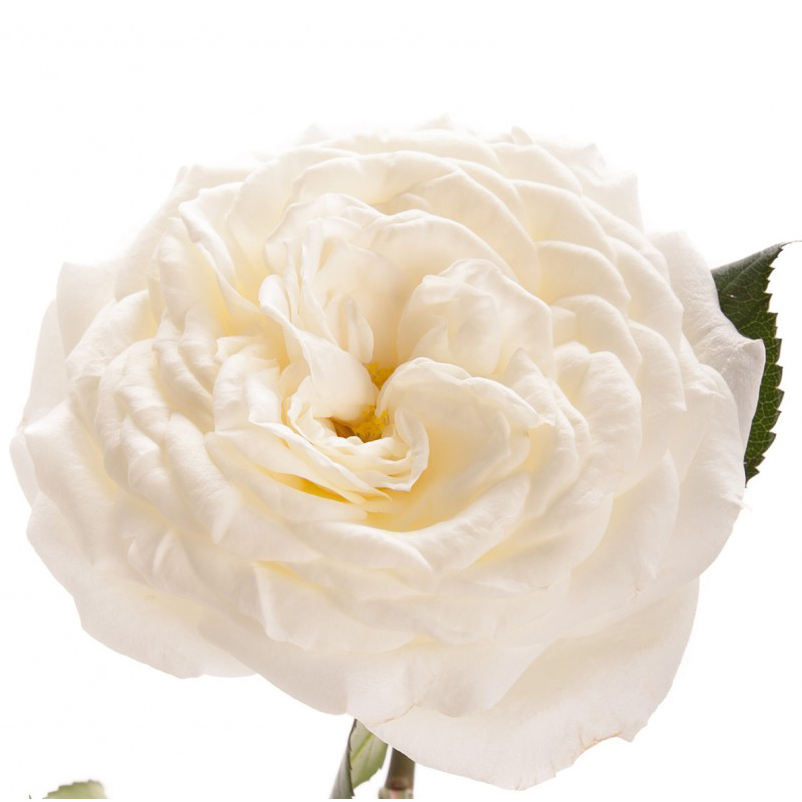 Rosa Garden Alabaster (Роза Гарден Алебастр) В50