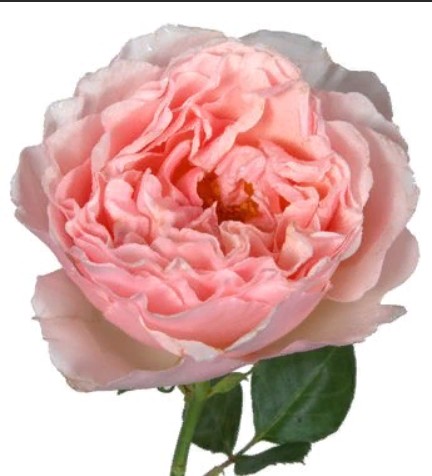 Rosa Garden Princes Charlene (Роза Гарден Принцес Шарлин) В50
