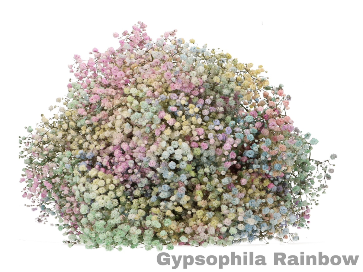 Gypsophila Multicolor (Гипсофила Мультиколор) В70