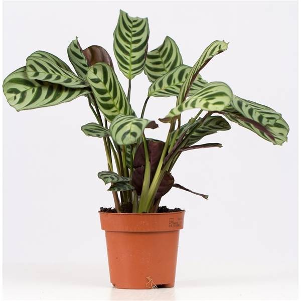 Коллекция Ctenanthe Burle Marxii P & pure Collection ( Ctenanthe Burle Marxii P&pure Collection ) W