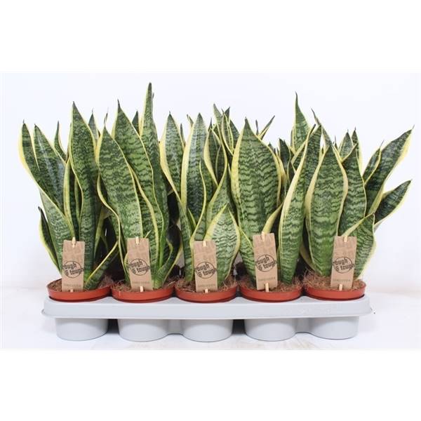 Сансевиерия Суперба 3 доллара за горшок ( Sansevieria Superba 3 per Pot ) W 12 см H 40 см