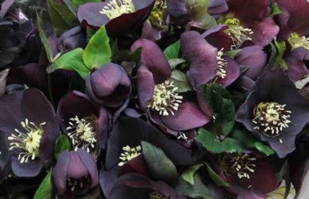 Helleborus Queens Red (Хелеборус Гвинс Ред) В40