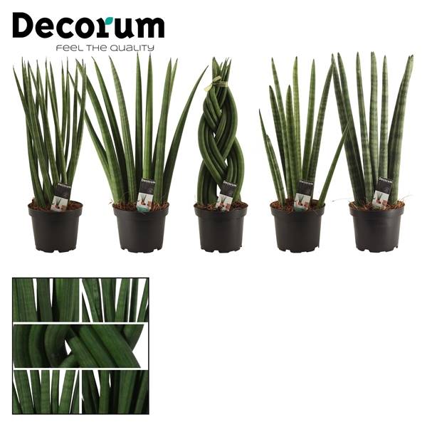 Сансевиерия Цилиндрическая 11 См Смешанная (приличная) ( Sansevieria Cylindrica 11 Cm Mixed (decorum