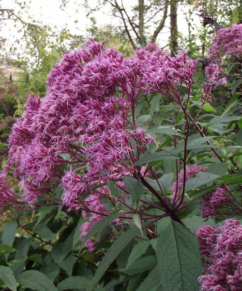 Посконник пятнистый Atropurpureum(Атропурпуреум)