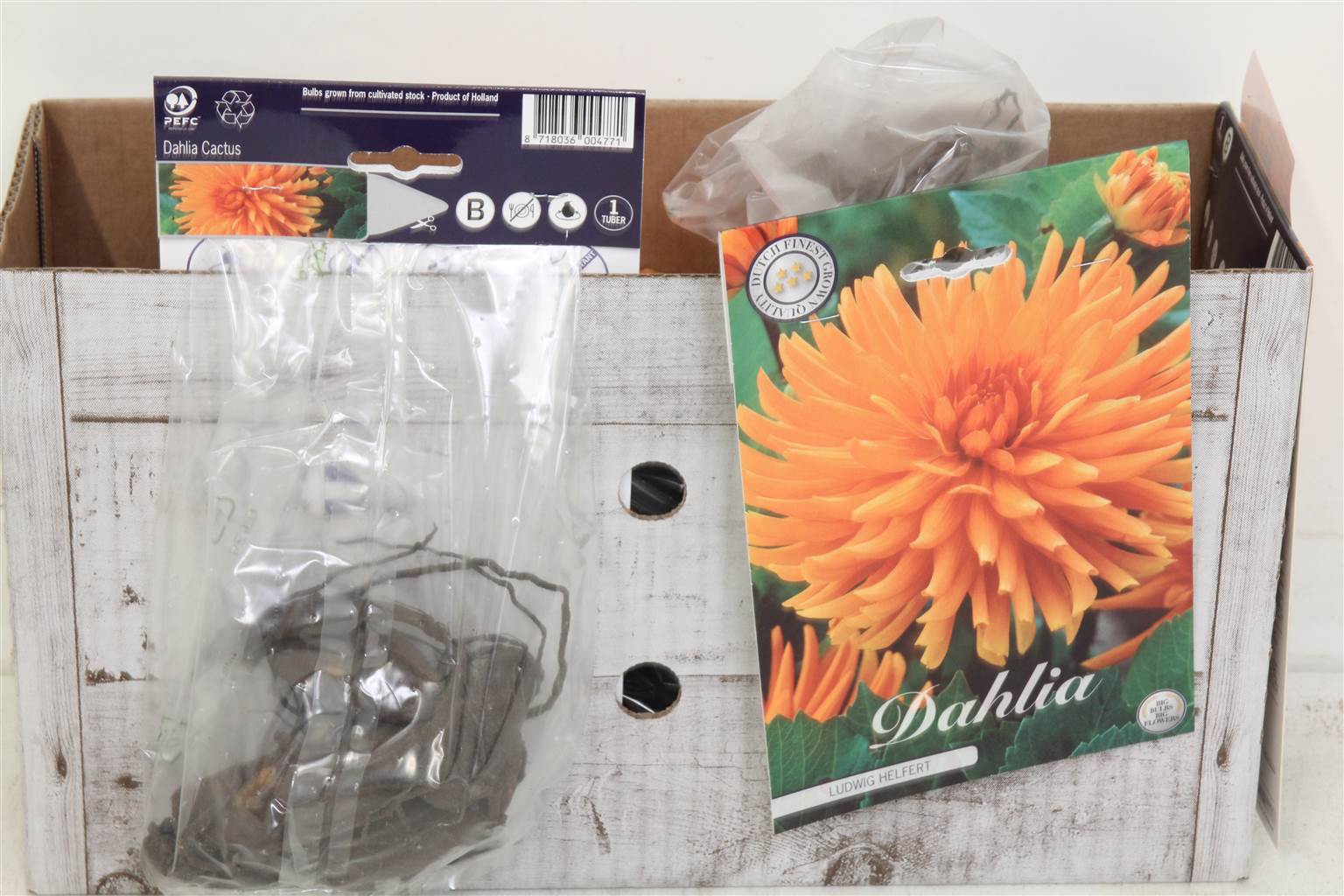 Цветочная луковица Георгина Кактус Людвиг Хелферт X1 ( Flower bulb Dahlia Cactus Ludwig Helfert X1 )