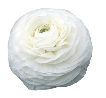 Ranunculus * Kloon White (Ранункулюс * Клун Вайт) В40