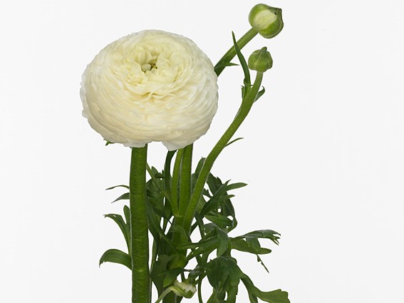 Ranunculus aazur white  (Ранункулюс Азур Вайт) В45