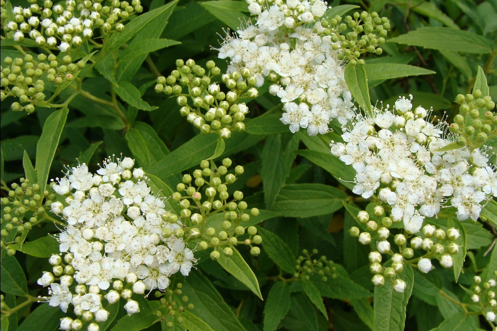 Спирея японская Albiflora (Альбифлора)