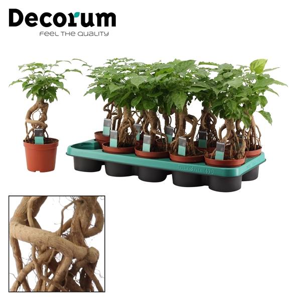 Мангровое дерево Радермахера 12 См ( Radermachera Mangrove 12 Cm (decorum) ) W 12 см H 30 см