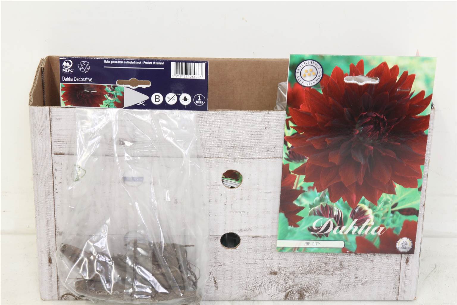 Цветочная луковица Георгин Деко Рип Сити X1 ( Flower bulb Dahlia Deco Rip City X1 ) H 20 см