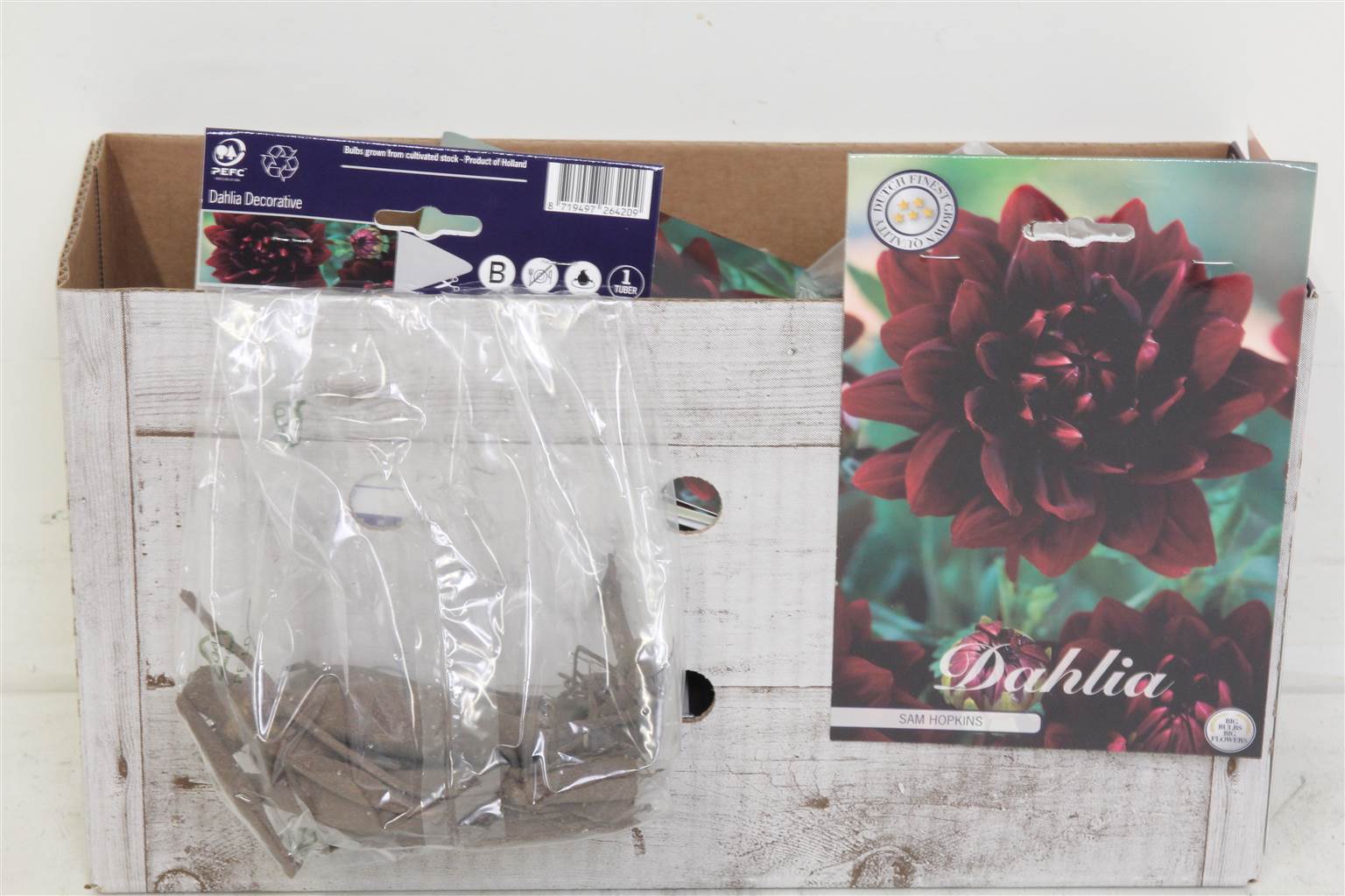 Цветочная луковица Георгин Деко Сэм Хопкинс X1 ( Flower bulb Dahlia Deco Sam Hopkins X1 ) H 20 см