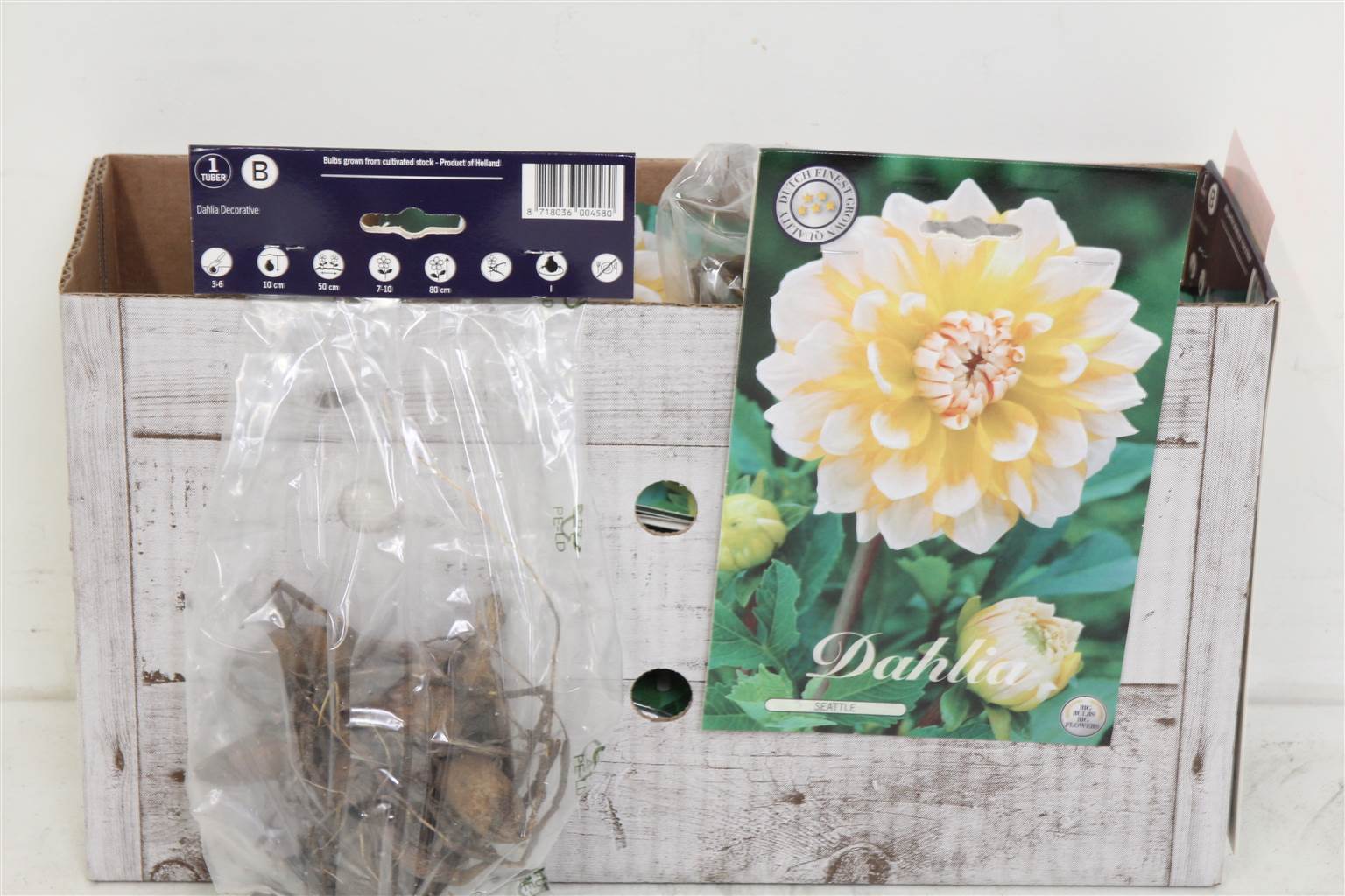 Цветочная луковица Георгин Деко Сиэтл X1 ( Flower bulb Dahlia Deco Seattle X1 ) H 20 см