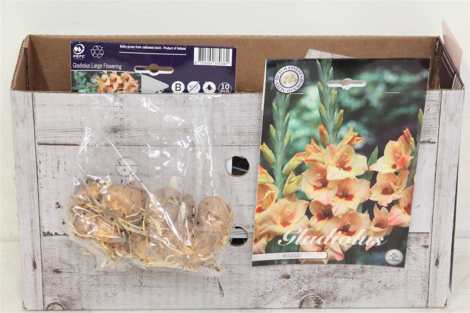 Цветочная луковица Гладиолус Бочелли X10 ( Flower bulb Gladiolen Bocelli X10 ) H 20 см