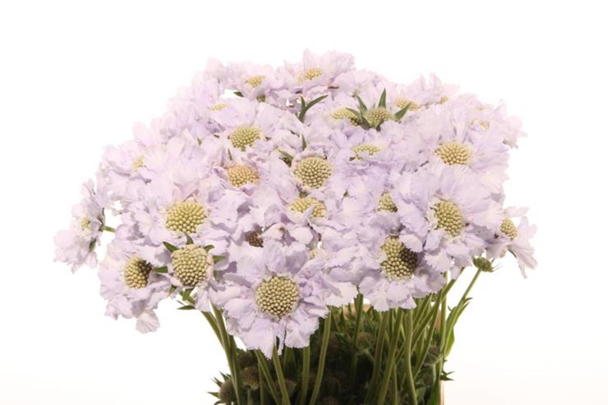 Scabiosa lisa(Скабиоза Лиса) В65