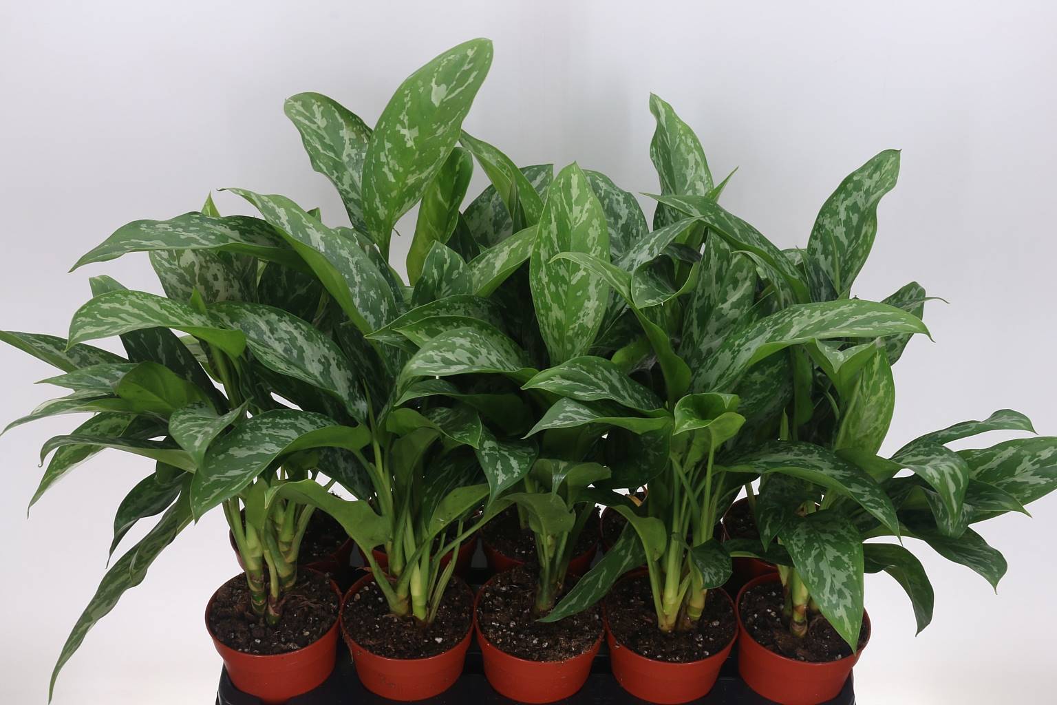 Аглаонема Мисс Джуллиете ( Aglaonema Miss Julliete ) W 12 см H 30 см