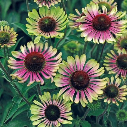 Echinacea purpurea Green Twister (Грин Твистер)