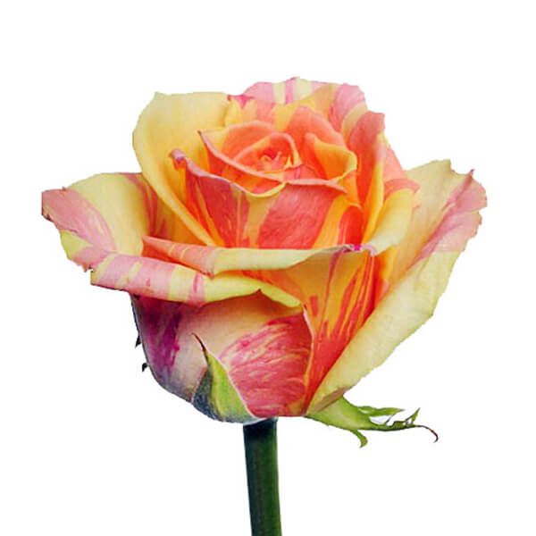 Rosa Gr Fiesta (Роза Гр Фиеста) В60 Цветы Удмуртии