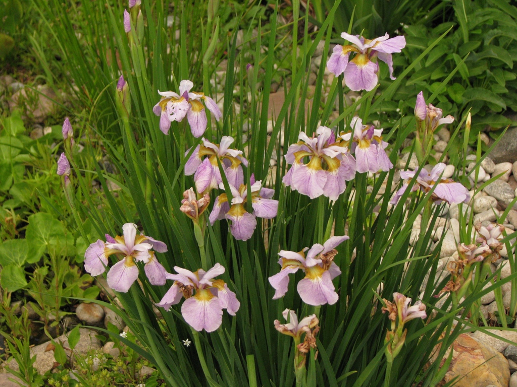 Ирис сибирский Rikugi Sakura (Рикуги Сакура)