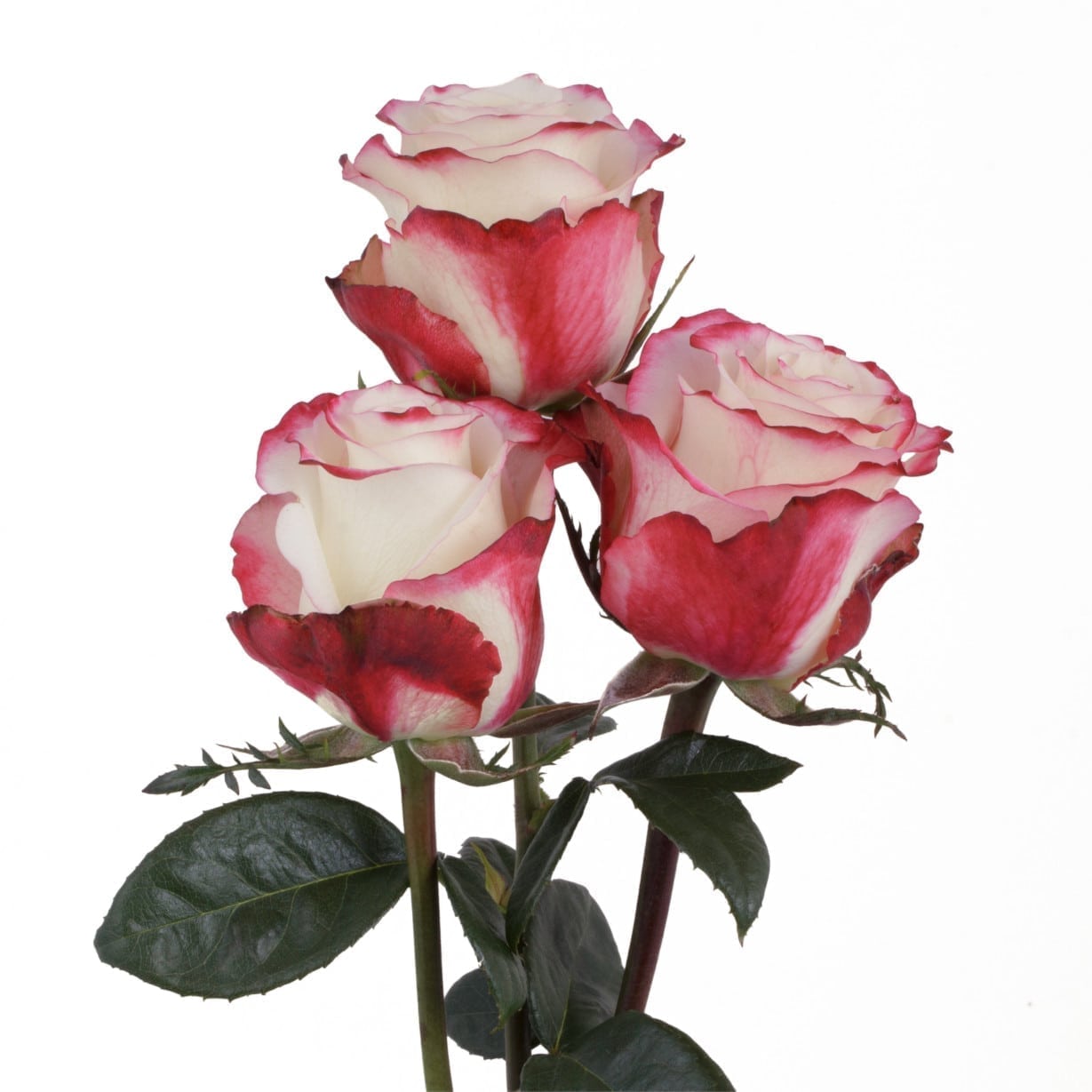 Rosa Gr Sweetness ( Свитнесс ) В60 Star Roses