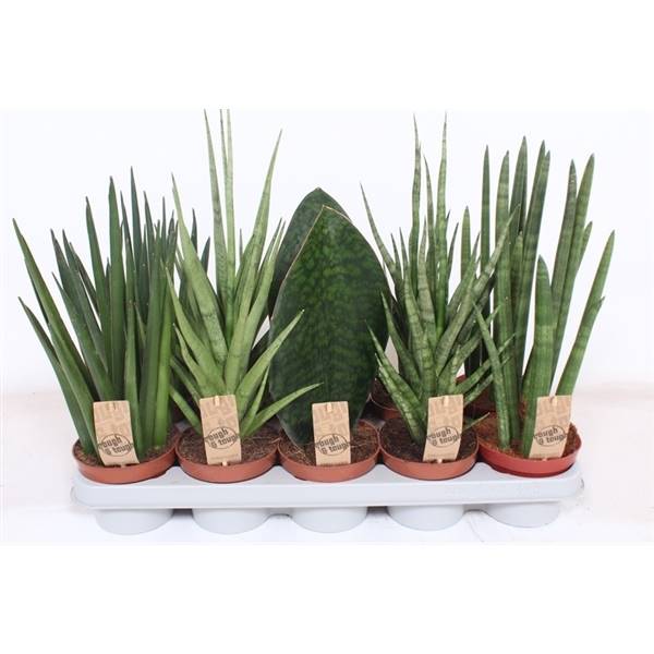 Сансевиерия Люкс Смешанная ( Sansevieria Luxe Mixed ) W 12 см H 40 см