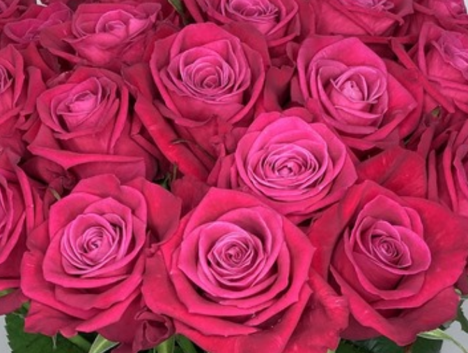 Rosa Cosmic (Роза Космик) В40 Цветы Удмуртии