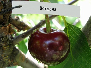 Вишня Встреча