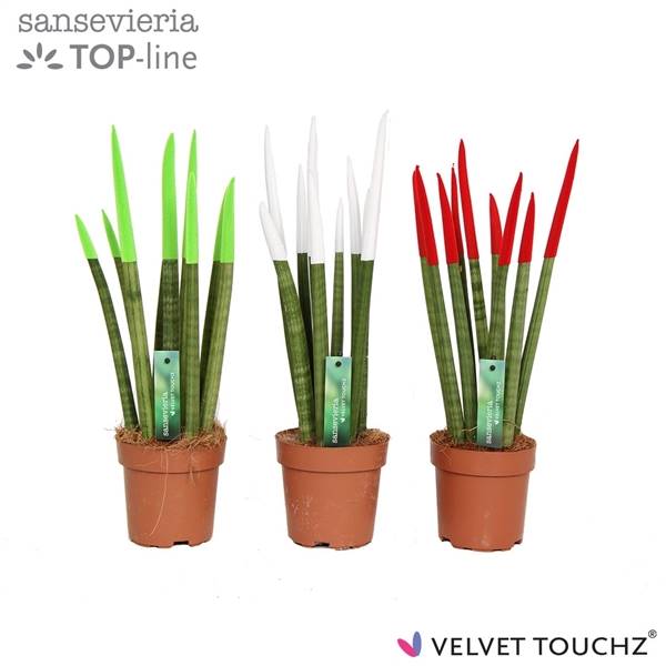 Сансевиерия Бархатное прикосновение ( Sansevieria Velvet Touchz Italië ) W 12 см H 45 см