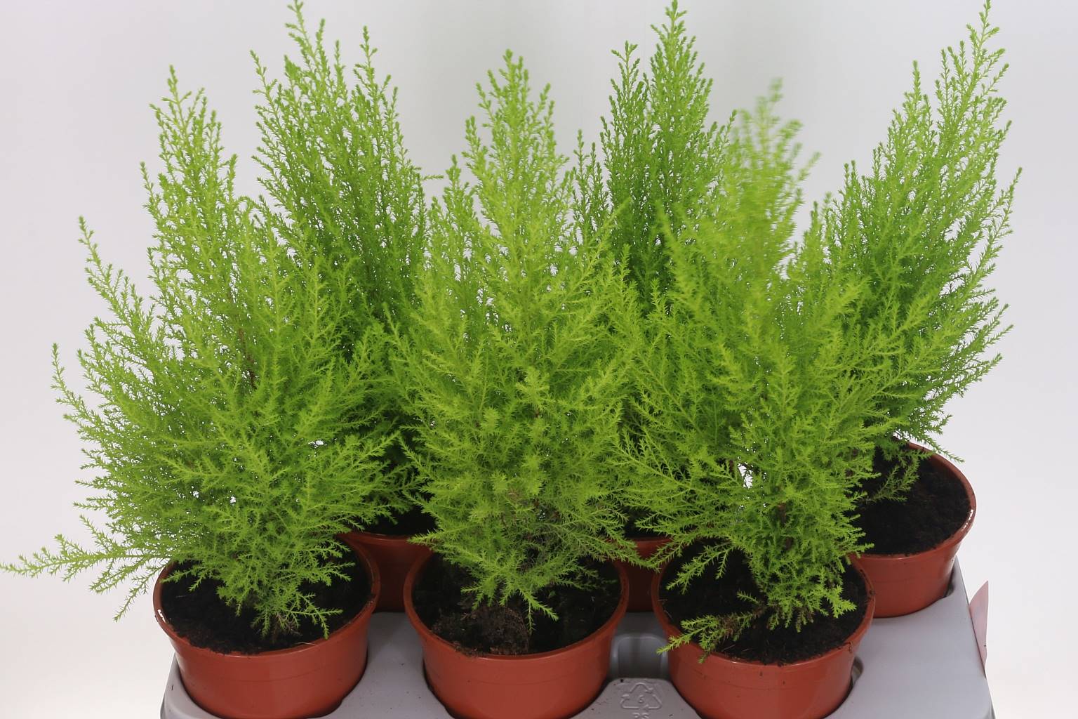 Купрессус Ма Голдкрест ( Cupressus Ma Goldcrestw ) W 15 см H 50 см