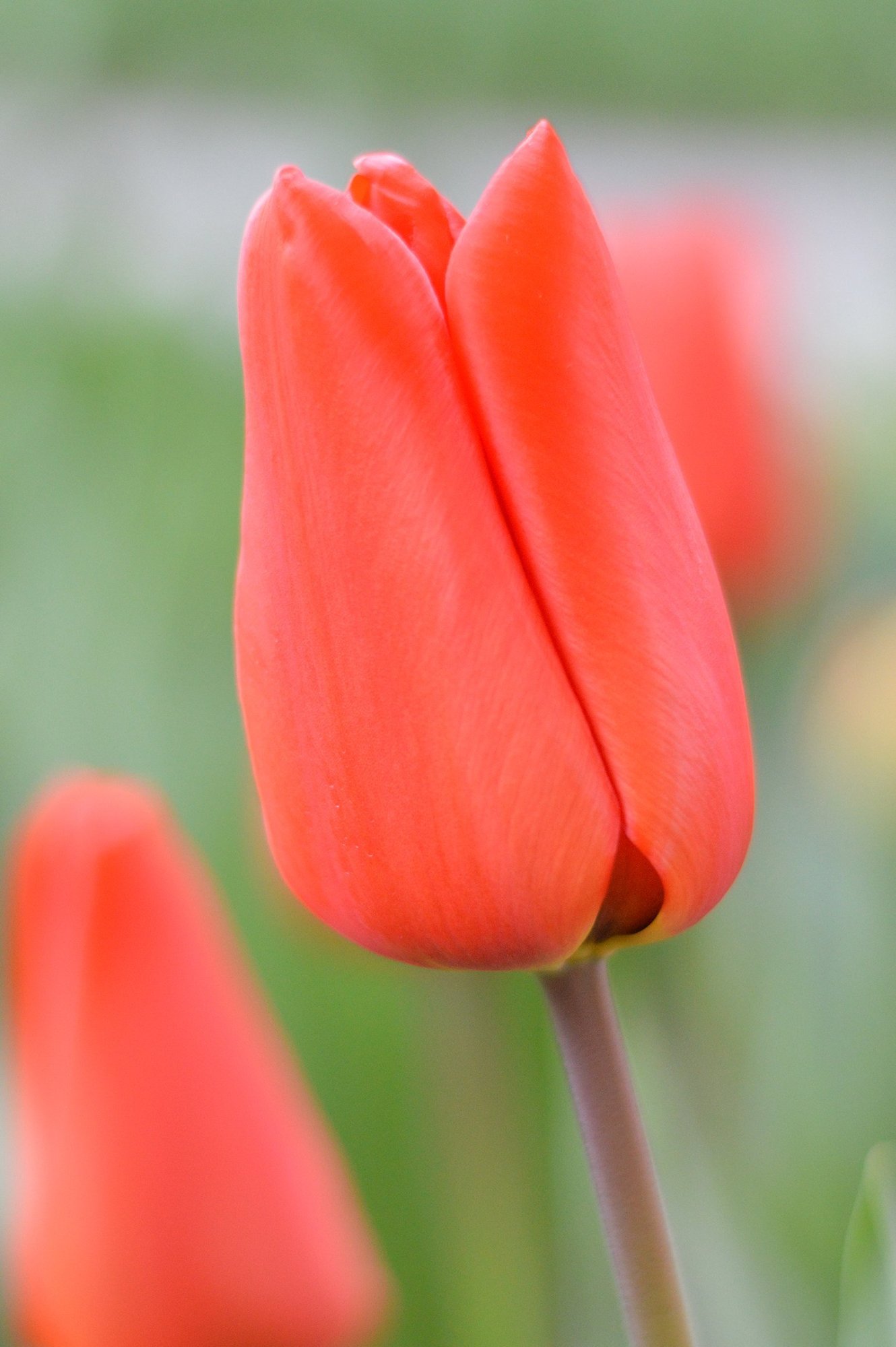 Тюльпан Оранжевый (Tulip Orange) пр-во Россия, Экстра