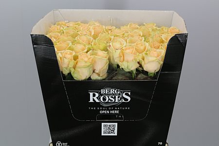 Rosa Gr Avalanche Peach (Роза Гр Аваланж Пич) В40 (Цветы Удмуртии)