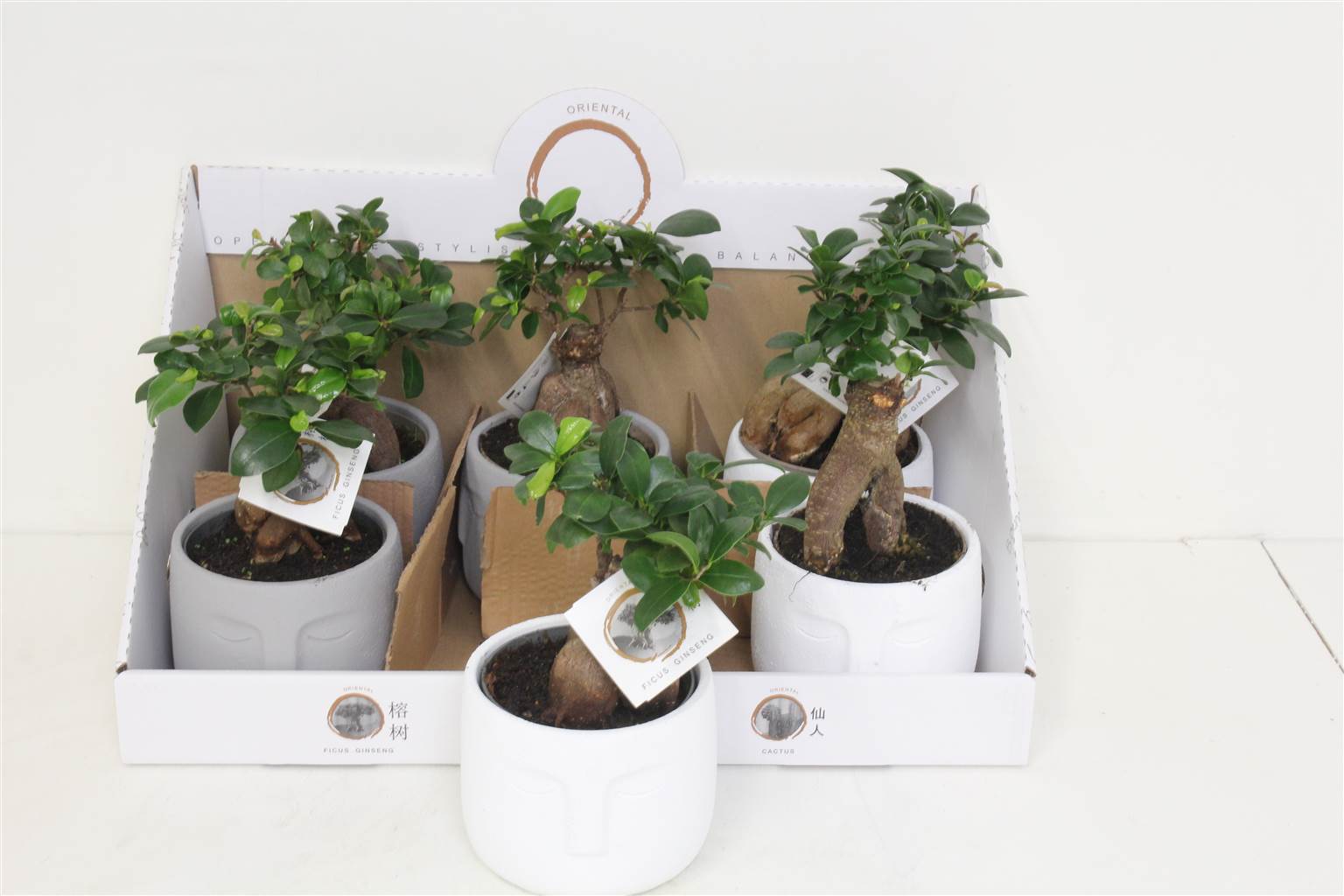 Фикус микрокарпа Женьшень в дзенском характере ( Ficus microcarpa Ginseng In Zen Character ) W 14 см