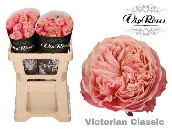 Rosa gr Victorian Classic@(Роза Викторина Классик) В50