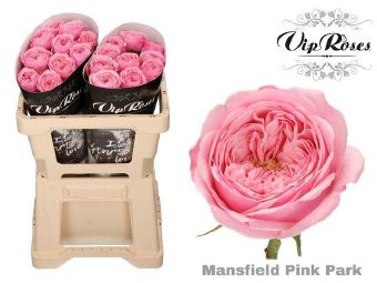 Rosa kl Mansfield Pink Park (Роза Кл Мансфилд Пинк Парк) В50