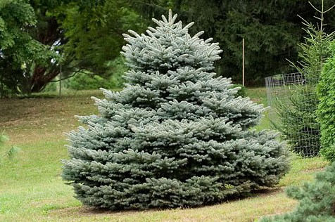 Ель колючая Glauca Globosa (Глаука Глобоза)