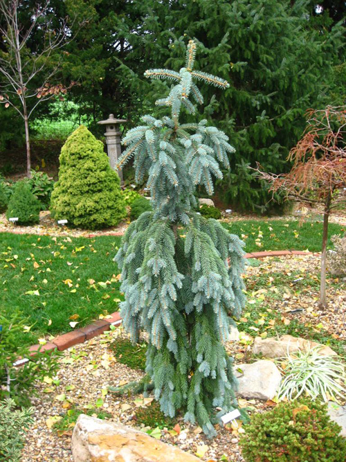 Ель колючая Glauca Pendula (Глаука Пендула)