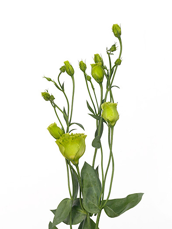 Eustoma du rosanne green (Эустома Ду Росанне Грин) В45