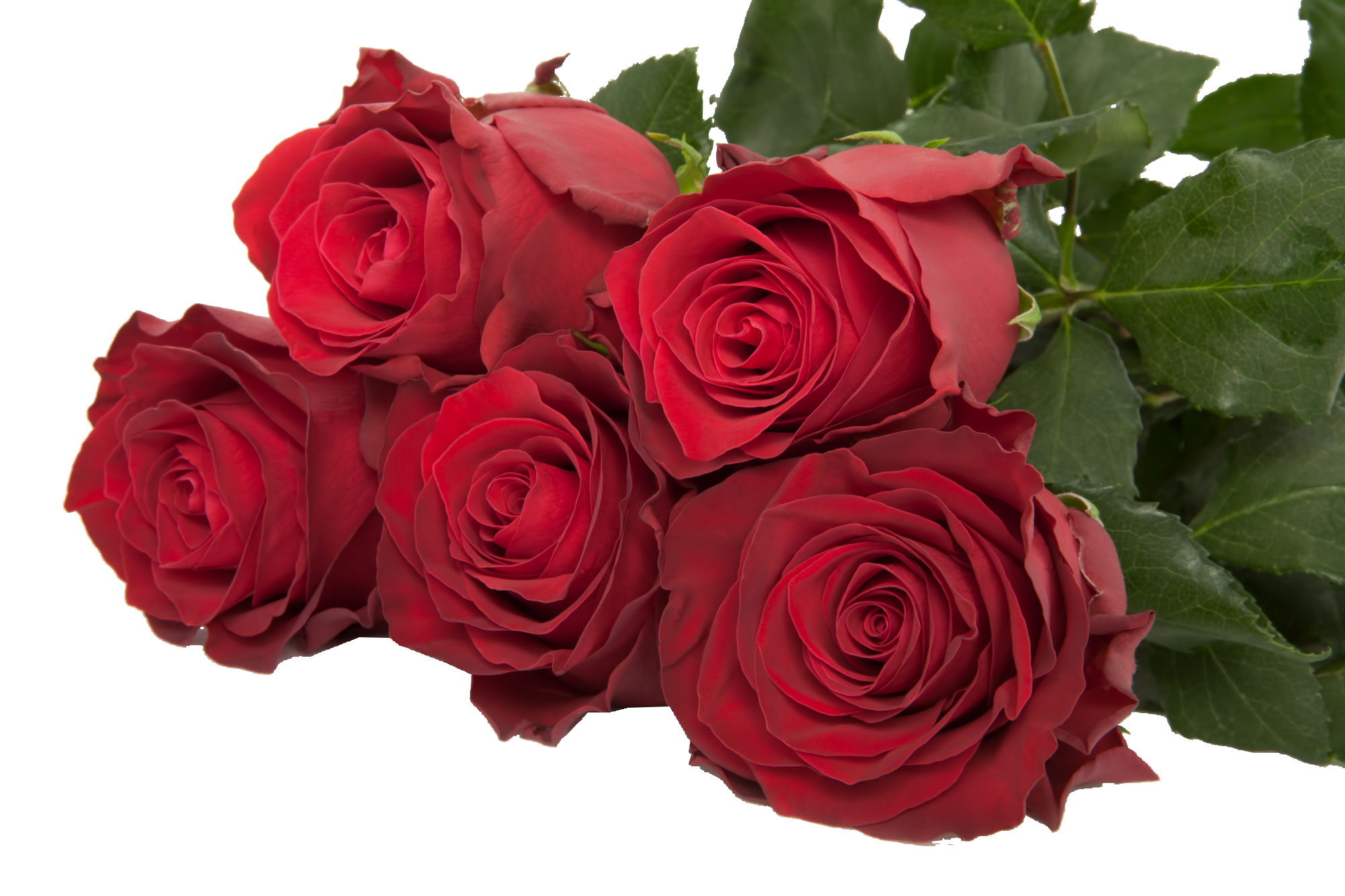 Rosa Kenya Rhodos (Роза Кения Rhodos) В50 Роза Африка
