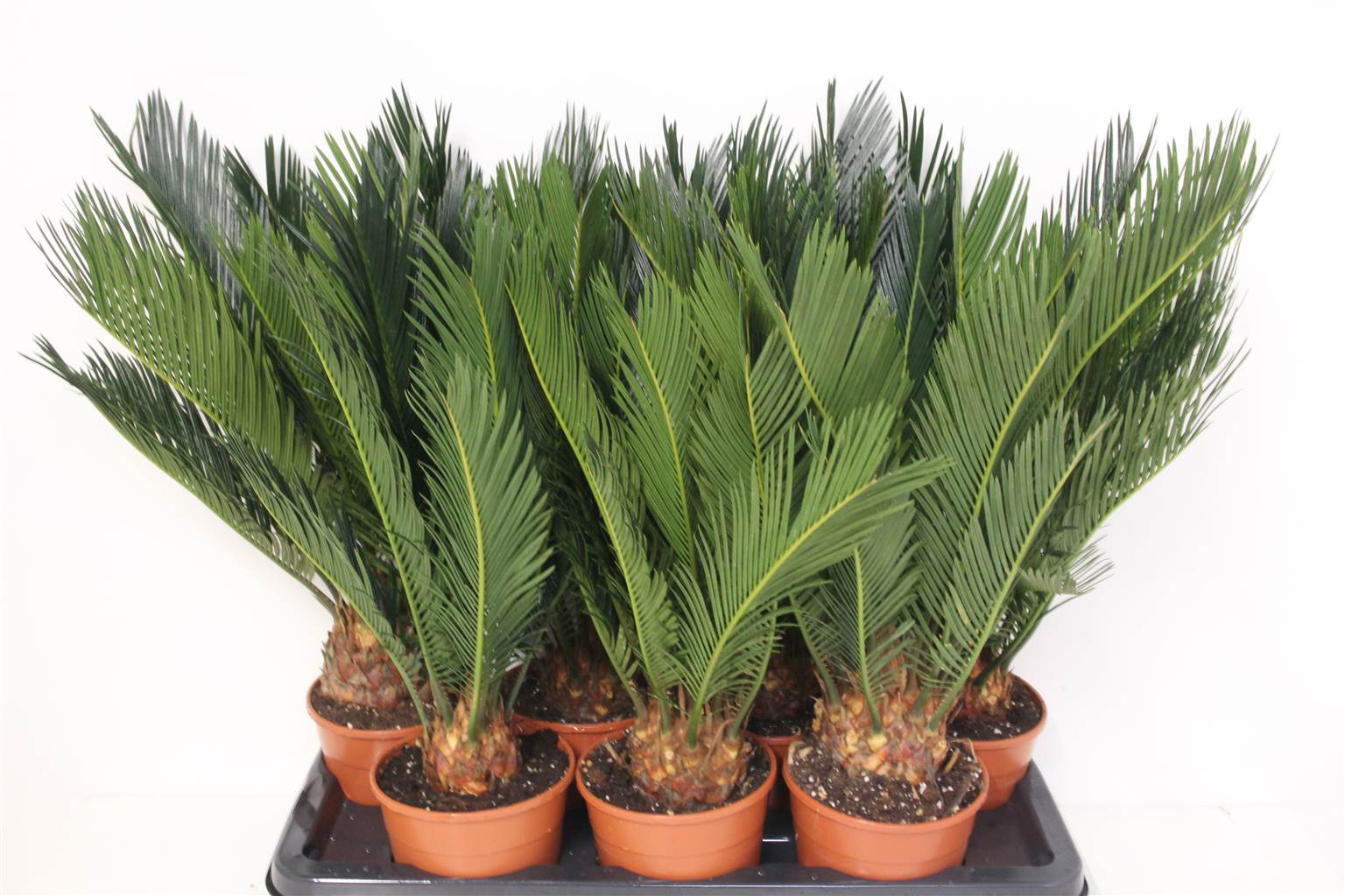 Революция саговника ( Cycas Revoluta ) W 14 см H 55 см