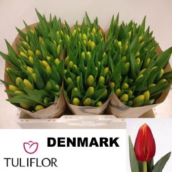 Tulipa En Denmark (Тюльпан Эн Денмарк) В40
