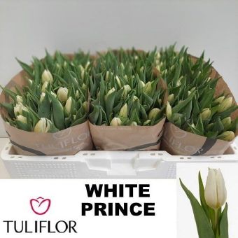 Tulipa En White Prince (Тюльпан Эн Вайт Принц) В35