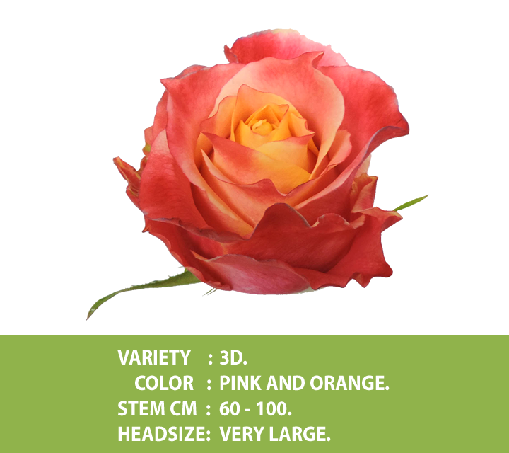 Роза 3D (3Д) В60