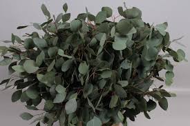 Eucalyptus popufolia (Эвкалипт попуфолия)В65