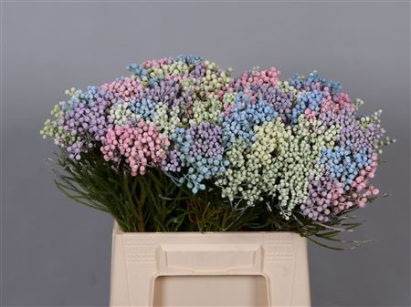 Bouquet Lanuginosa Pastel Xlarge (Букет Ланугиноса Пастель Лардж)В40