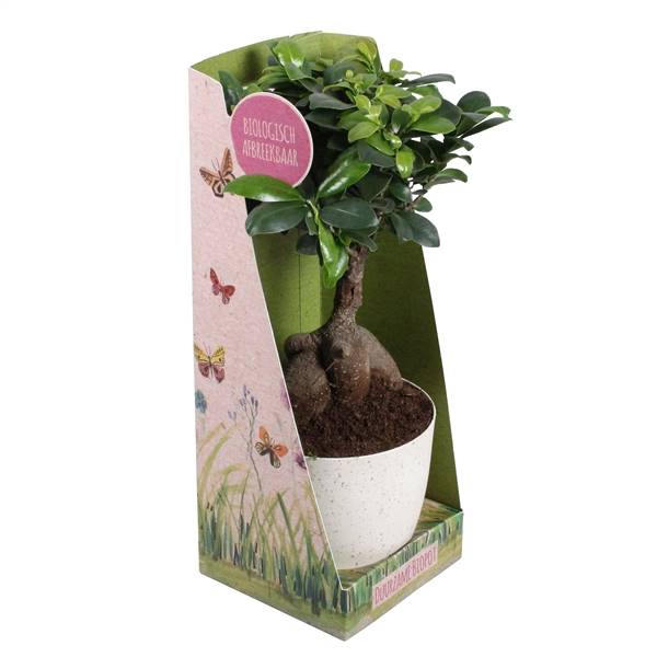 Фикус, М., Банка С Женьшенем W12 См В W14 См, Био-Горшок ( Ficus M. Ginseng Pot W12cm In W14cm Bio P