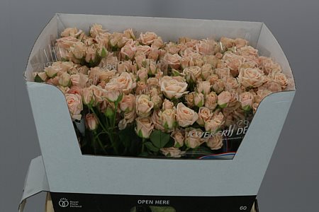 Rosa Spray Jana (Роза Спрей Яна) В50 (Цветы Удмуртии)