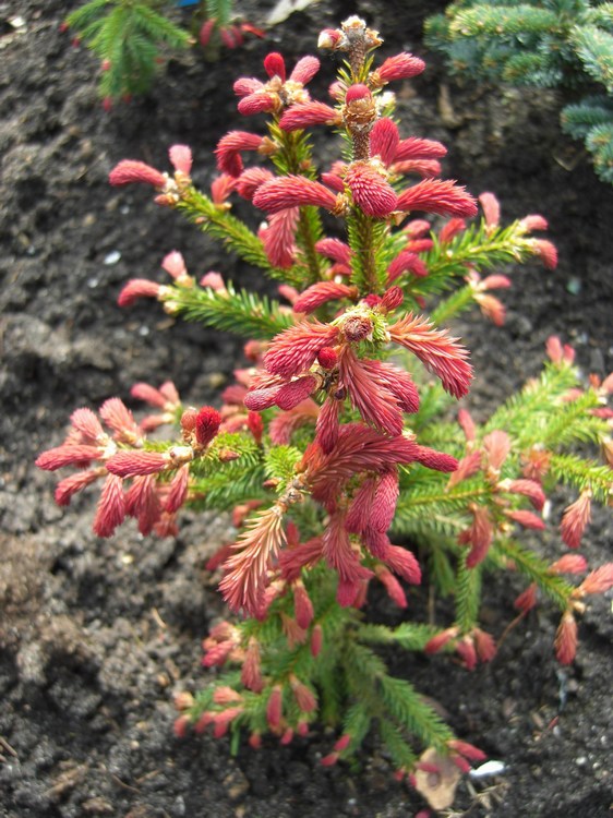 Picea abies rydal