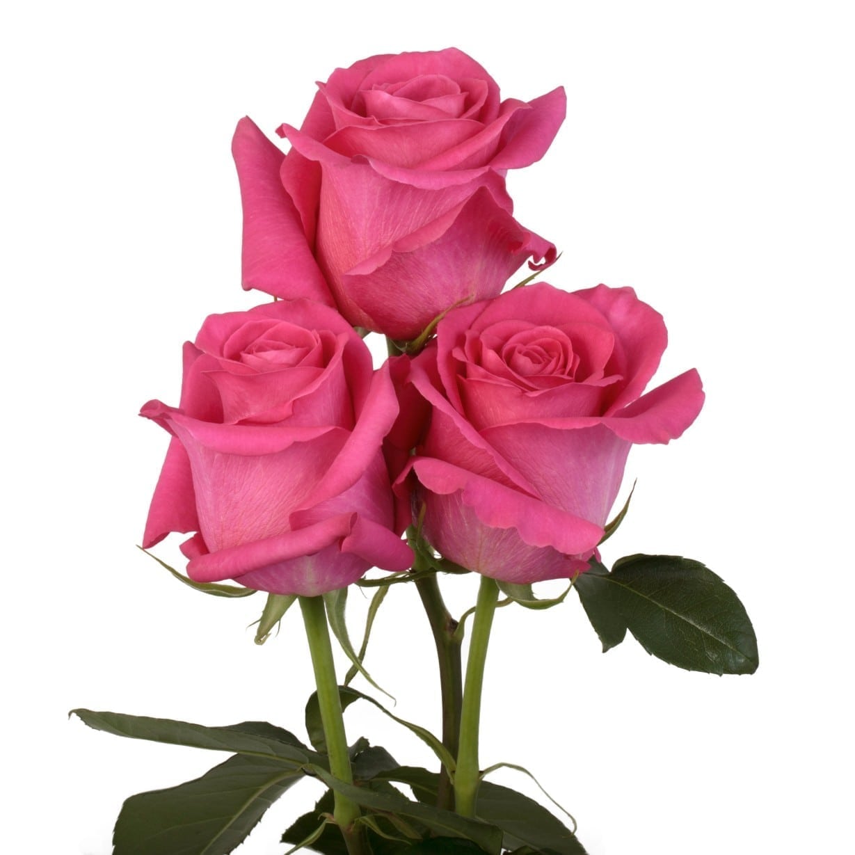 Rose Pink Floyd (Роза Пинк Флойд) B70 Star Roses