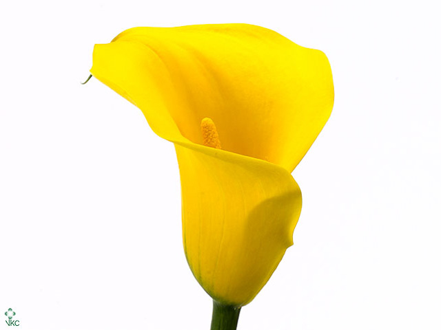 Zantedechia Yelloween (Калла Еллоуин) В80