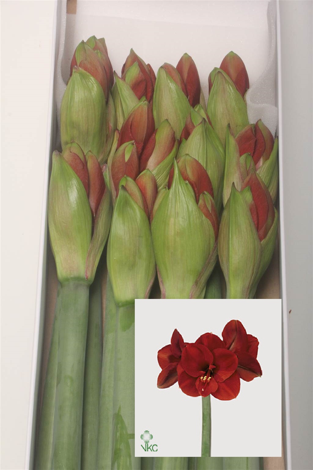 Hippeastrum Ferrari (Гиппеаструм Феррари) В75